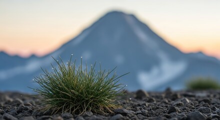 Dew-kissed grass against mountain backdrop at sunrise