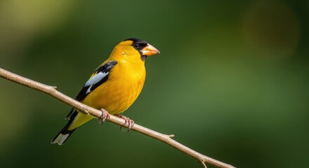 Vibrant american goldfinch perched on branch against green background