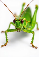 Fototapeta premium Close-up of a vibrant green grasshopper isolated on a pure white background, showcasing intricate details of its legs and antennae, photography, spring, summer