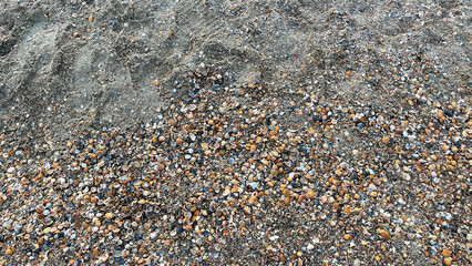 Seashells on Sandy Beach