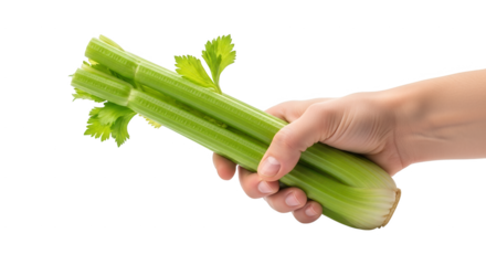Healthy eating benefits of fresh green celery stalks held in a human hand with green leaves showing good nutrition facts for diet and wellness