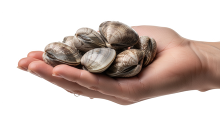 Freshly Harvested Littleneck Clams Held Gently in a Person's Open Hand Ready for Culinary Preparation