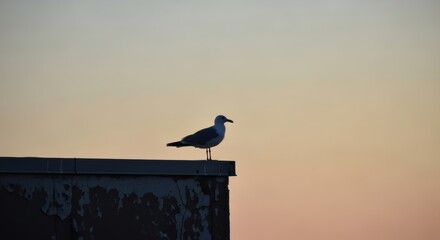 Solitary seagull silhouette at sunset on rooftop