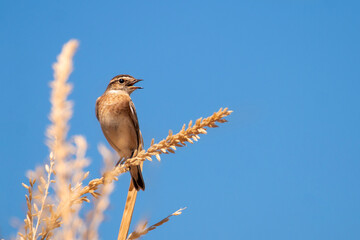 Close up of a whinchat bird isolated on a dry corn seed. Blue sky background. Copy space. Migratory birds. Sunny day in Greece. Saxicola rubetra.