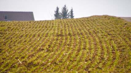 View of a grain field with fresh green sprouts just emerging from the soil in early growth.