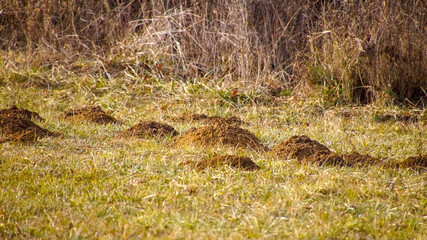 Molehill at the edge of an agricultural field in a rural landscape.