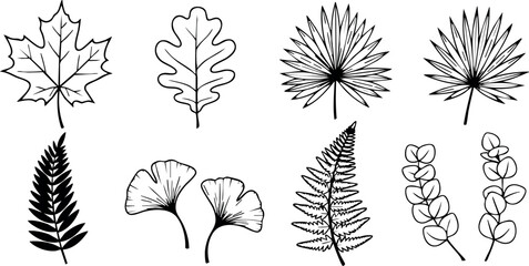 Collection of Black and White Tree Leaves and Ferns Vector Illustration 