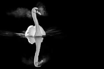 A swan swimming on the river in the morning
