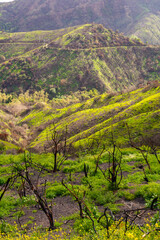 Regrowth after the January 2025 Santa Monica Mountains Wildfire. Pictures taken while hiking the Westridge trail.