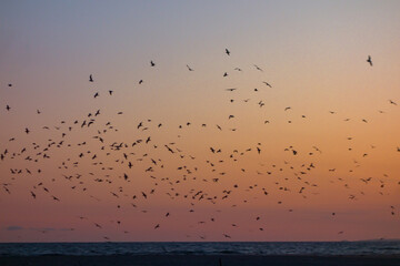 A flock of birds flies in silhouette against the vibrant, colorful sky as the sun sets over Santa Monica Beach.
