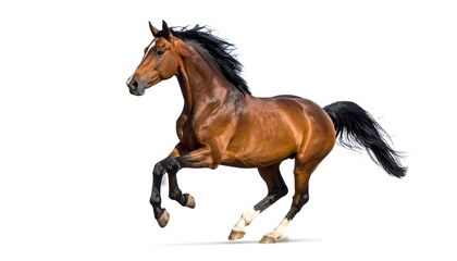 Obraz premium Running chestnut horse