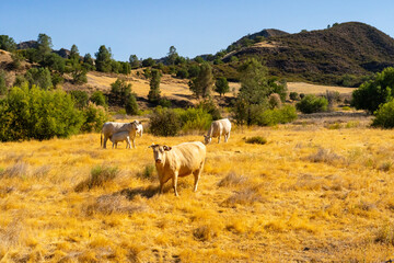 A herd of Cows Grazing in ‎⁨Paicines⁩, ⁨California⁩.