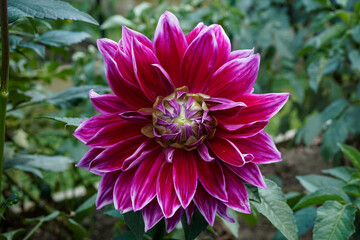 Large, Metro Star flower blooming in an outdoor garden space.