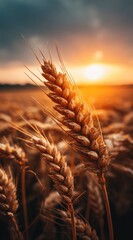 A close-up of golden wheat heads against a dramatic sunset backdrop.