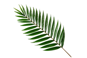 Close-up of a vibrant green palm frond against a black background.  The frond exhibits intricate, serrated edges and a slightly lighter shade along the serrated edges.  