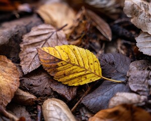 Close-up of a single yellow leaf amidst a bed of fallen autumn leaves