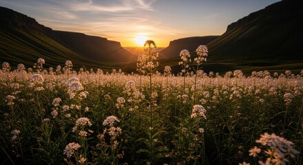 Sunset over blooming meadow in majestic valley landscape