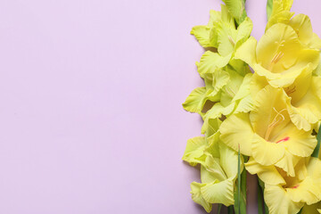 Beautiful yellow gladiolus flowers on lilac background