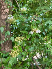 森の小さな白い花