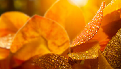 Close-up macro of an autumn leaf with vibrant orange tones and morning dew drops, glowing under warm sunlight. Perfect seasonal nature background symbolizing fall beauty and freshness.