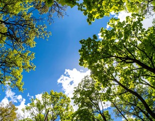 Fototapeta premium Lush green foliage frames a vibrant blue sky dotted with fluffy clouds, creating a serene and cheerful outdoor scene.