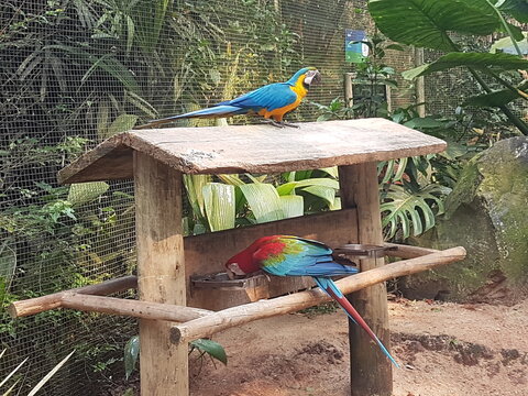 Blue-and-yellow macaw and red-and-green macaw on wooden feeder in tropical aviary
