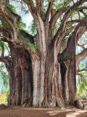 Old ahuehuete tree in Oaxaca, Mexico