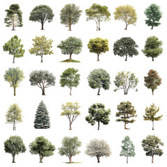 Diverse collection of trees in various shades of green, tan, and gray.  Different leaf textures and shapes.  Arranged in a grid