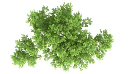 Fototapeta premium A vibrant, lush tree canopy, full of vibrant green foliage, spreads out against a stark white background.