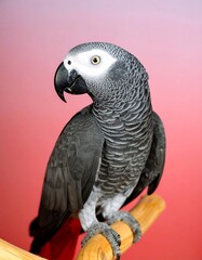 Fototapeta premium Gray parrot perched on branch