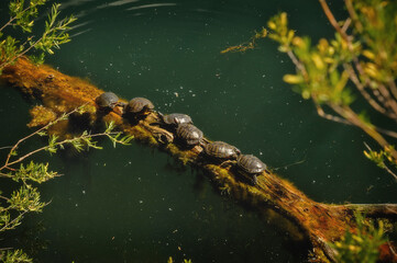 6 turtles on a log