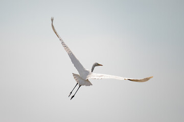 white heron in flight