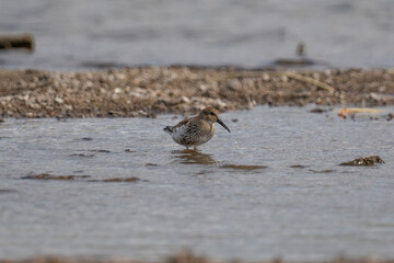 A small bird on the beach, calidris alpina