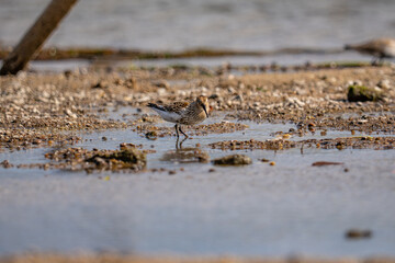 A small bird on the beach, calidris alpina