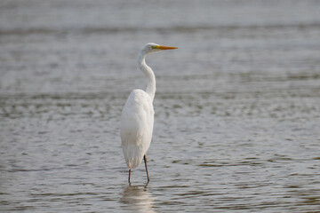 great white heron