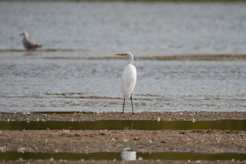 great white heron