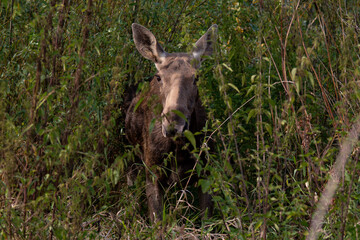 Fototapeta premium moose in the grass