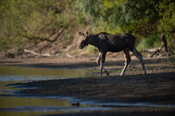 moose in the bushes