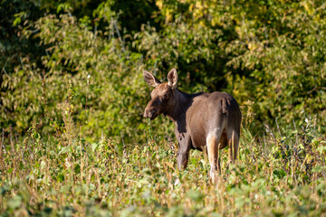 moose in the bushes