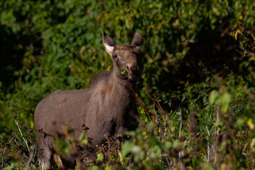 the moose eating leaves from the tree
