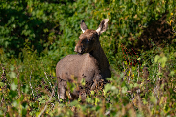 moose in the bushes