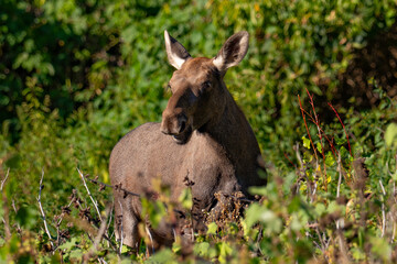 moose in the bushes