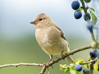 A close up of a female Chaffinch - Fringilla coelebs, perched in  a Blackthorn tree, with Sloe berries, against an out of focus blue and green background with copy space.