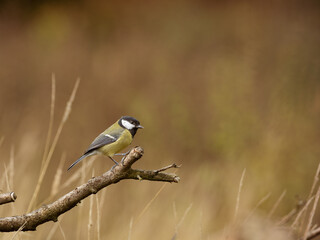 A Great Tit - Parus Major, perching on a branch side on, facing right, against a yellow brown background with long grass and copy space.