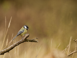 A Great Tit - Parus Major, perching on a branch side on looking down, against a yellow brown background with long grass and copy space.