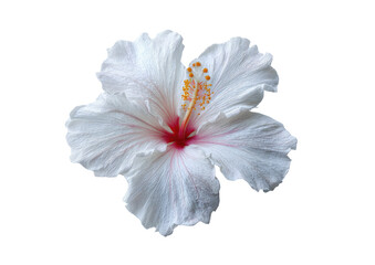 Close-up of a single, pristine white hibiscus flower.  Soft, ruffled petals surround a vibrant crimson center.  Fine details of the flower's pistils and stamens are visible.  