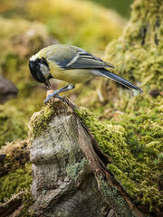 Fototapeta premium A Great Tit - Parus Major, on a moss covered log eating a nut.