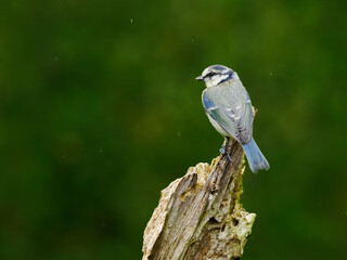 A back view of a Blue Tit, Cyanistes caeruleus, perched on top of a broken branch, looking left, against a dark green background, with copy space
