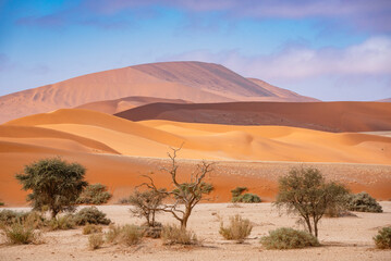 Dunes and dry pan vegetation in the Namib-Naukluft desert