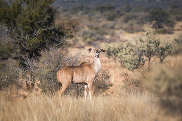 Femal greater kudu in the savanna vegetation